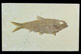 Fossil Fish (Knightia) - Green River Formation #122780-1